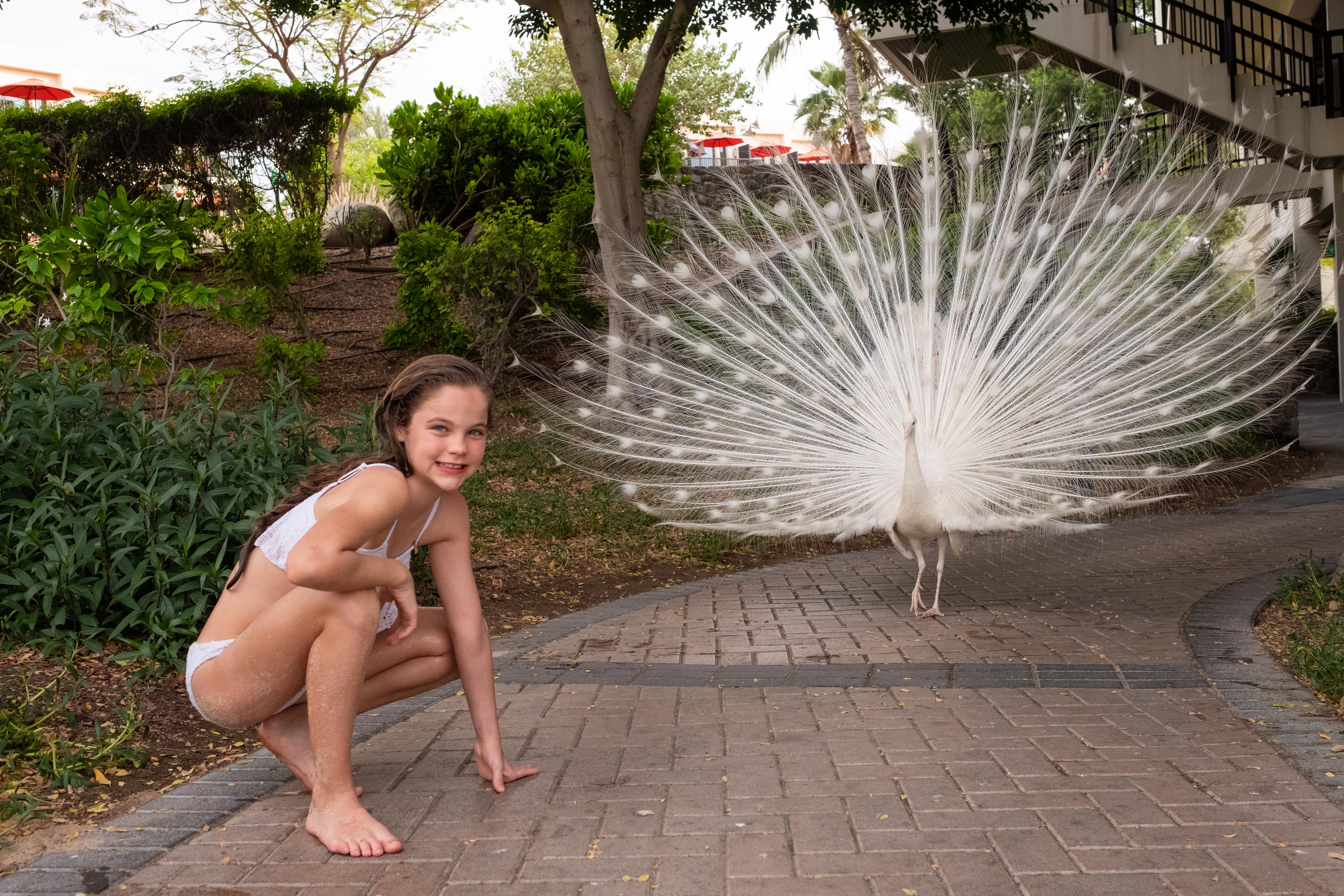 Ja The Resort - Ja Palm Tree Court, Dubái Exterior foto A white peacock