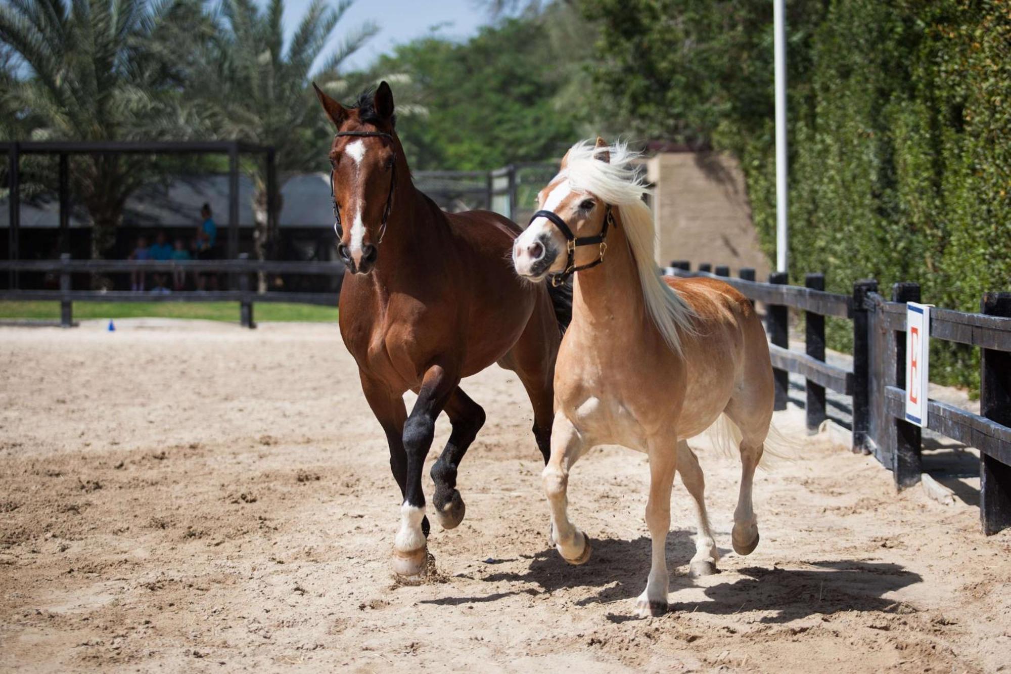 Ja The Resort - Ja Palm Tree Court, Dubái Exterior foto A pair of ponies